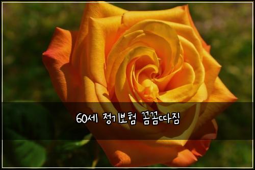 60세 정기보험 꼼꼼따짐 