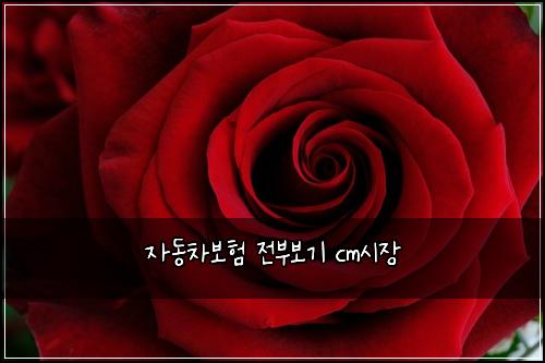 자동차보험 전부보기  cm시장