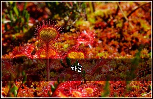 하늘