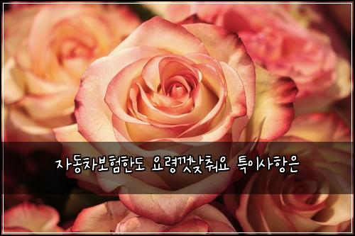 자동차보험한도 요령껏낮춰요 특이사항은
