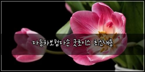 자동차보험자손 굿초이스 최신내용
