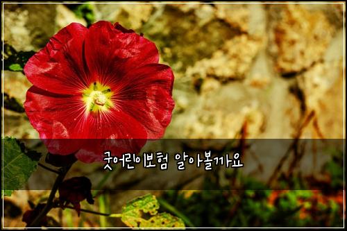 굿어린이보험 알아볼까요 