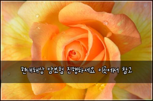 현대해상 암보험 진행하세요  이곳에서 참고