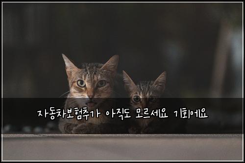 ์๋์ฐจ๋ณดํ์ถ๊ฐ ์์ง๋ ๋ชจ๋ฅด์ธ์ ๊ธฐํ์์