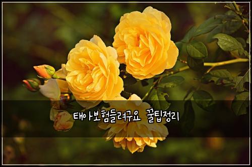태아보험들려구요 꿀팁정리