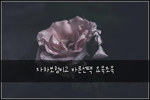 자차보험비교 바른선택 요목조목