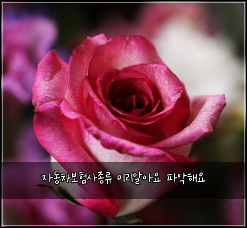 ์๋์ฐจ๋ณดํ์ฌ์ข
๋ฅ ๋ฏธ๋ฆฌ์์์ ํ์
ํด์