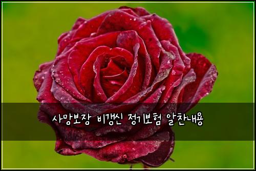 사망보장 비갱신 정기보험 알찬내용 