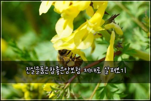 진실을품은참좋은암보험 제대로 살펴보기