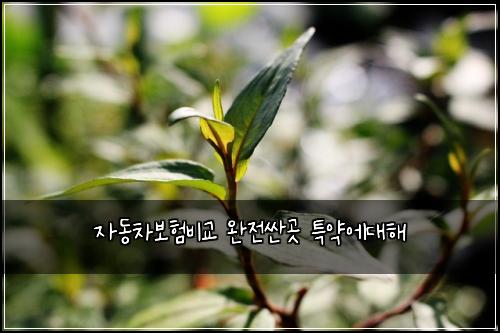 ์๋์ฐจ๋ณดํ๋น๊ต ์์ ์ผ๊ณณ ํน์ฝ์๋ํด