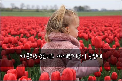 자동차보험료비교 싸게알아보기 한번에