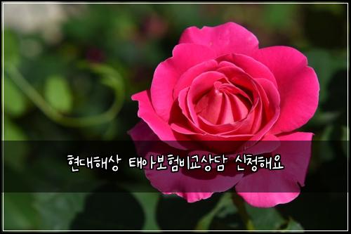 현대해상 태아보험비교상담 신청해요