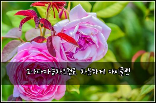 소나타자동차보험료 차분하게 대비플랜