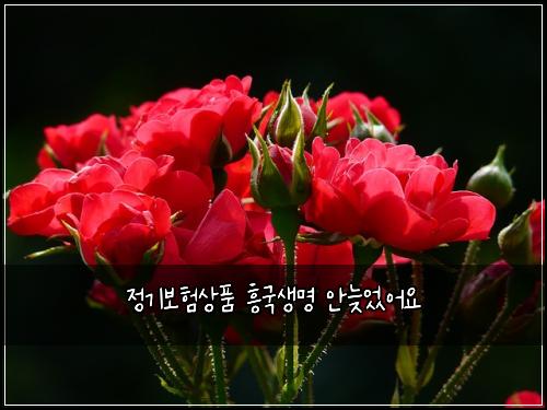 정기보험상품 흥국생명 안늦었어요
