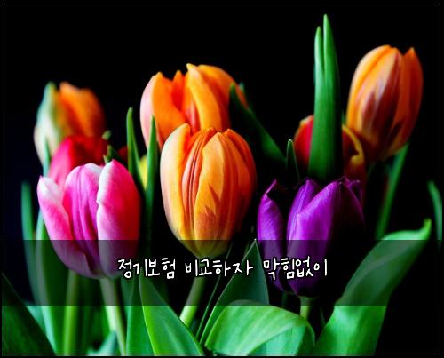 정기보험 비교하자  막힘없이