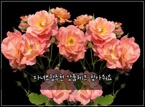 ์๋
๋ณดํ์ถ์ฒ ์ํ์ฒดํฌ ์ฐพ์์ค์