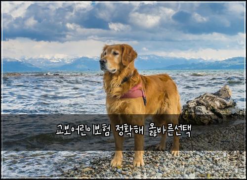 교보어린이보험 정확해  옳바른선택