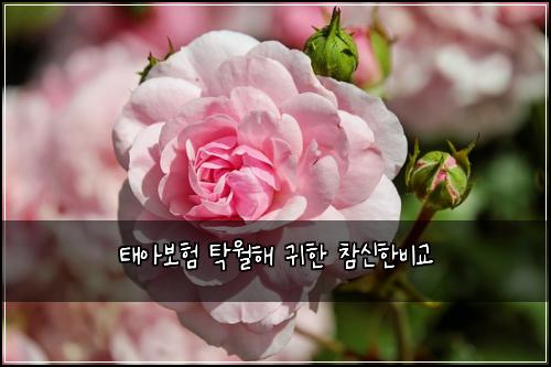 태아보험 탁월해  귀한 참신한비교