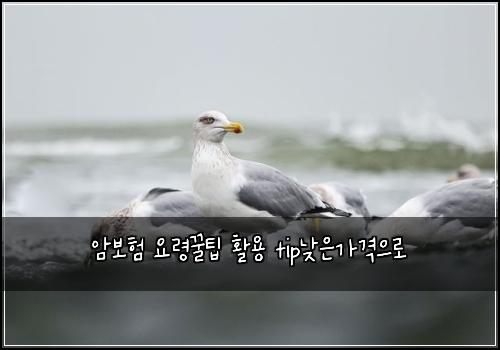 암보험 요령꿀팁  활용 tip낮은가격으로