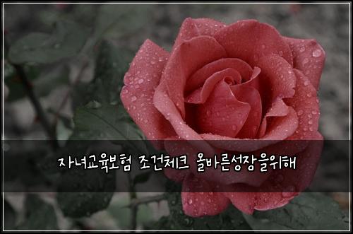 자녀교육보험 조건체크  올바른성장을위해
