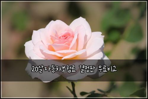 20살자동차보험료 결정판 무료비교