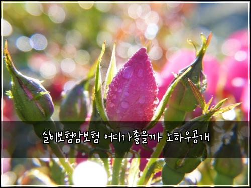 실비보험암보험 어디가좋을까 노하우공개