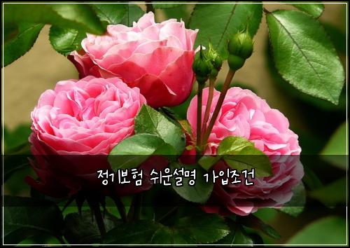 ์ ๊ธฐ๋ณดํ ์ฌ์ด์ค๋ช
๊ฐ์
์กฐ๊ฑด