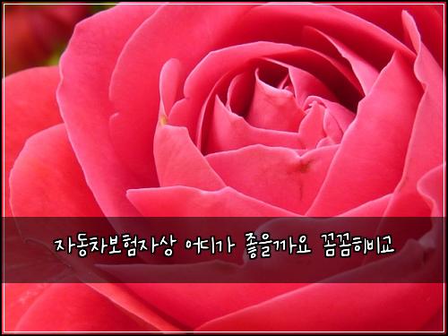 ์๋์ฐจ๋ณดํ์์ ์ด๋๊ฐ ์ข์๊น์ ๊ผผ๊ผผํ๋น๊ต