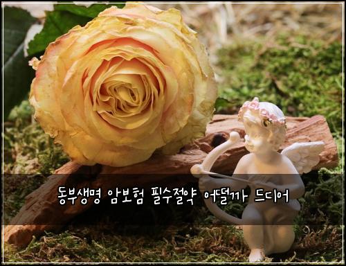 동부생명 암보험 필수절약  어떨까 드디어
