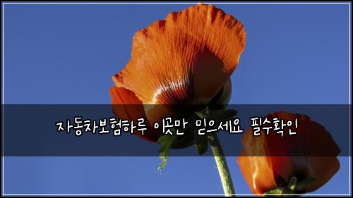 자동차보험하루 이곳만 믿으세요 필수확인