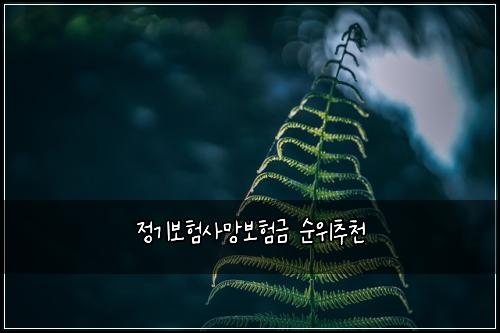 정기보험사망보험금 순위추천