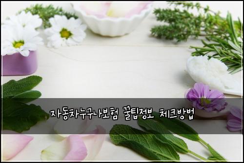 자동차누구나보험 꿀팁정보  체크방법