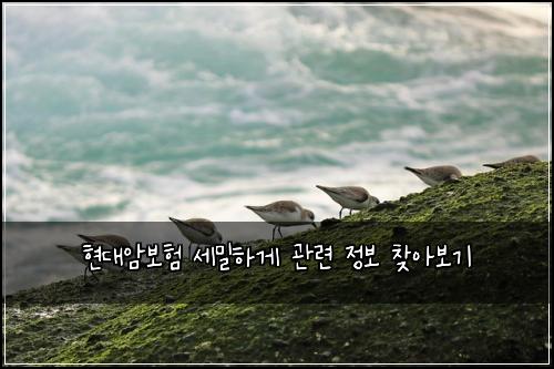 현대암보험 세밀하게  관련 정보 찾아보기