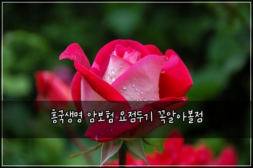 흥국생명 암보험 요점두기  꼭알아볼점