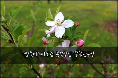 쌍둥이태아보험 분석상담  똘똘한구성