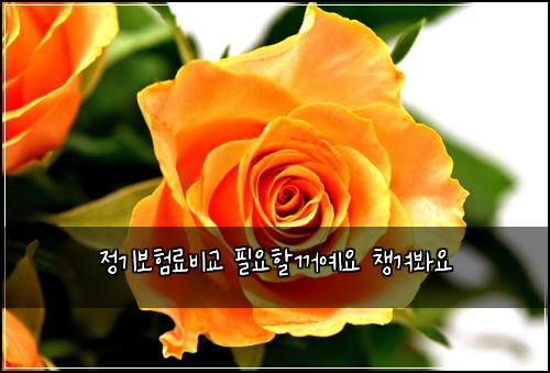 정기보험료비교 필요할꺼예요 챙겨봐요