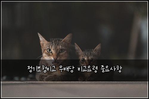 정기보험비교 무배당 비교요령 중요사항
