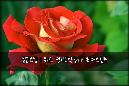실손보험이 뭐죠 정기특약추가 최저보험료
