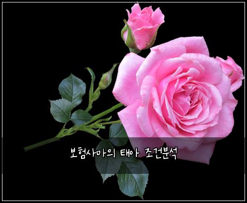 보험사마의 태아 조건분석
