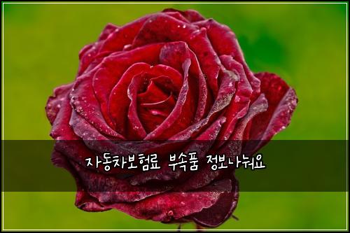 자동차보험료 부속품 정보나눠요