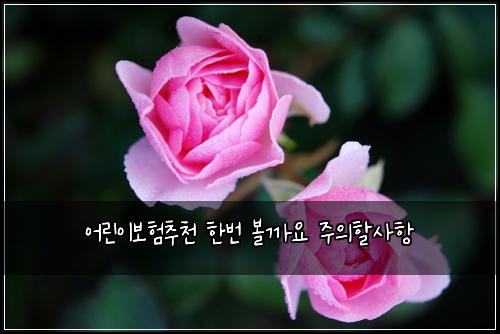 ์ด๋ฆฐ์ด๋ณดํ์ถ์ฒ ํ๋ฒ ๋ณผ๊น์ ์ฃผ์ํ ์ฌํญ