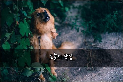 오늘의 색상