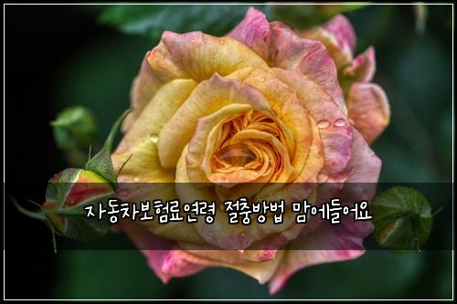 자동차보험료연령 절충방법 맘에들어요