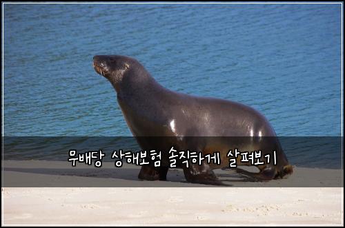 무배당 상해보험 솔직하게 살펴보기
