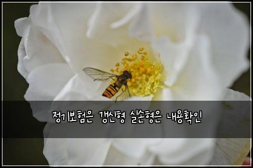 정기보험은 갱신형 실손형은 내용확인