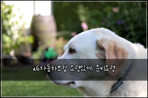 a6자동차보험 요령있게  준비요령