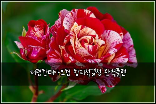 저렴한태아보험 합리적결정  완벽플랜