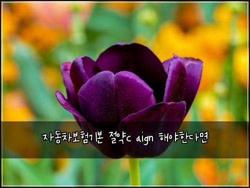 자동차보험기본 절약c aign 해야한다면