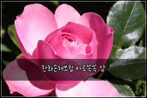 한화손해보험 바로쏙쏙  암