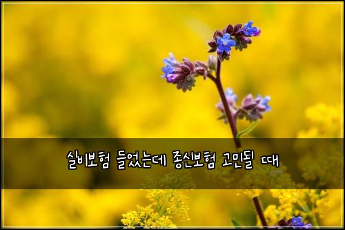 실비보험 들었는데 종신보험 고민될 때